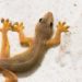 Comment se débarrasser des lézards naturellement ?