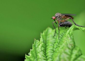 Comment se débarrasser des insectes de bois naturellement ?