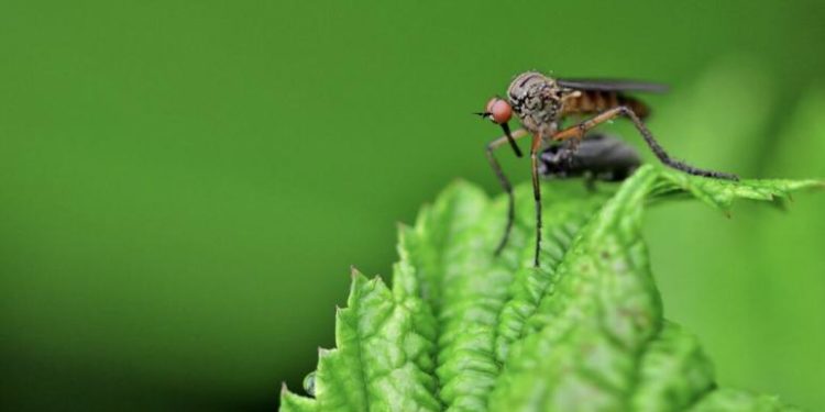 Comment se débarrasser des insectes de bois naturellement ?