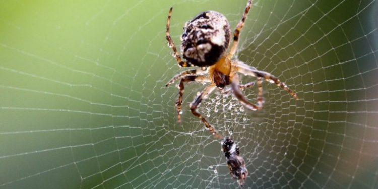 Comment piéger les araignées ?