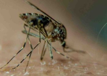 Qu'est-ce qui attire les asticots ?