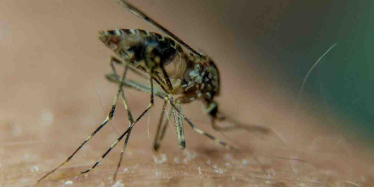 Qu'est-ce qui attire les asticots ?