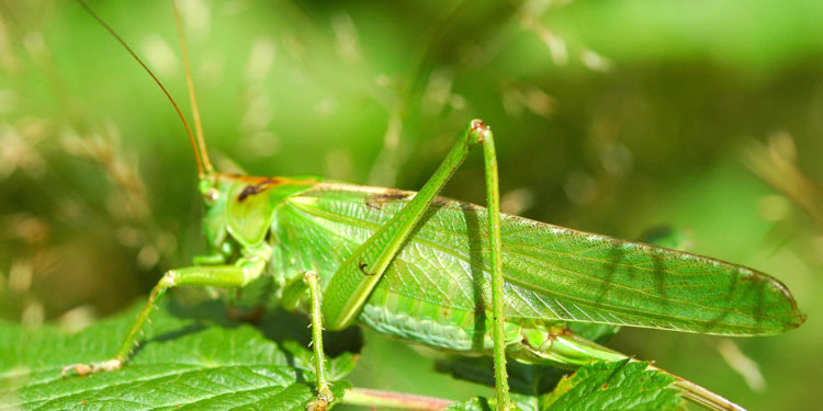 Est-ce que la sauterelle est herbivore ?