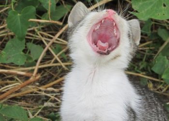 Quel est le seul mammifère qui ne peut pas sauter ?