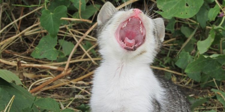Quel est le seul mammifère qui ne peut pas sauter ?