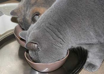 Comment nourrir un british shorthair ?