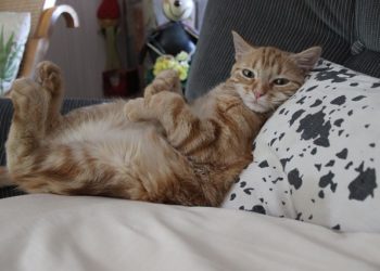 Est-ce bien d'avoir un chat en appartement ?