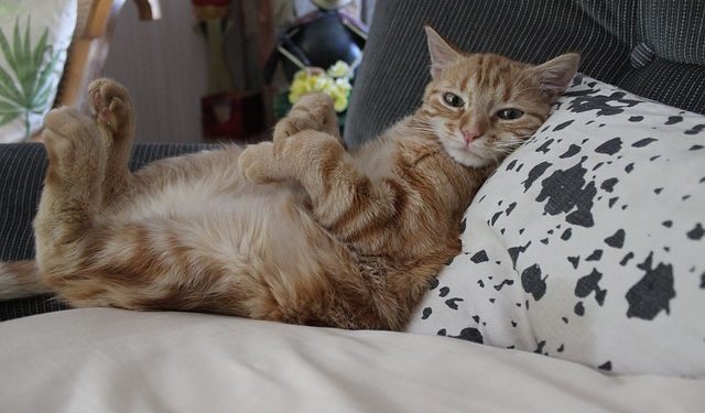 Est-ce bien d'avoir un chat en appartement ?