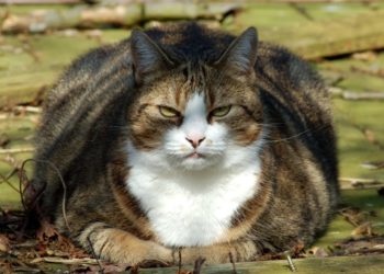 Quel race de chat miaule le moins ?