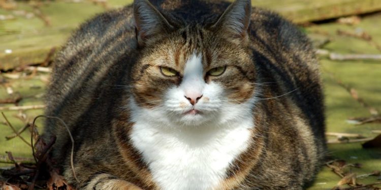 Quel race de chat miaule le moins ?