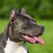 Quelle est la race de chien la plus dangereuse ?