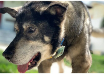 Pourquoi mon chien sent le poisson ?