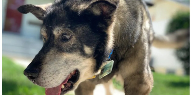 Pourquoi mon chien sent le poisson ?