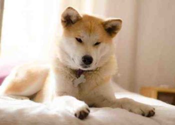 Quelle race de chien supporte mieux la solitude ?