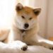 Quelle race de chien supporte mieux la solitude ?