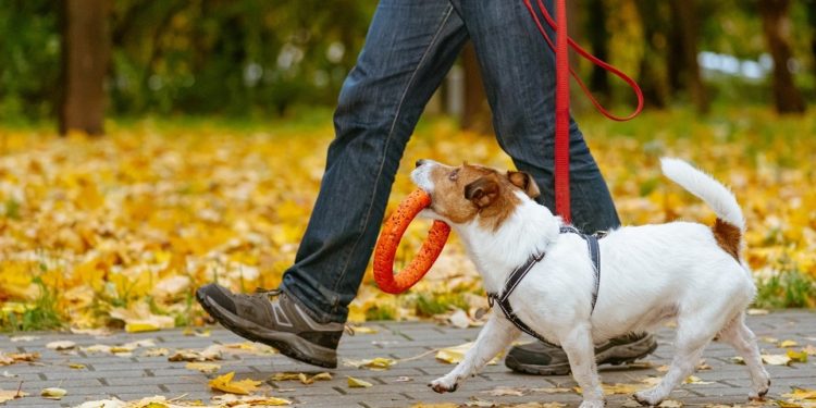 Quel chien pour un homme seul ?