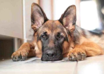 Est-ce qu'un chien peut rester seul la journée ?