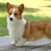 Quelle est la race du chien de la reine d'Angleterre ?