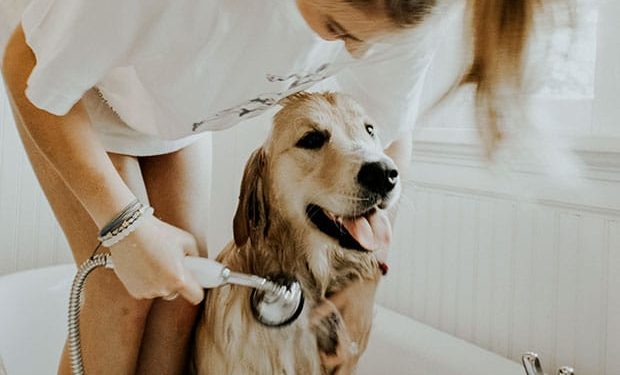 Comment faire pour que son chien ne sente pas mauvais ?