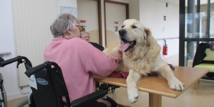 Quel chien pour un Ehpad ?