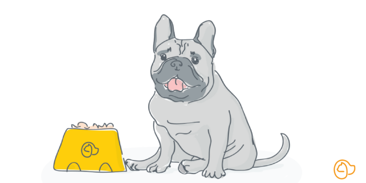 Quelles sont les caractéristiques d'un Bouledogue Français ?