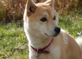 Pourquoi un shiba ?