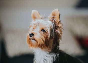 Quelle race de chien choisir en appartement ?