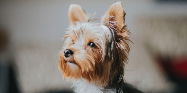 Quelle race de chien choisir en appartement ?