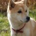 Pourquoi un shiba ?