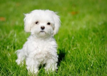 Quel est le plus petit bichon ?
