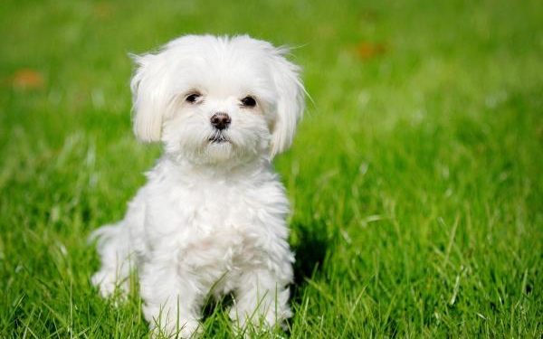 Quel est le plus petit bichon ?