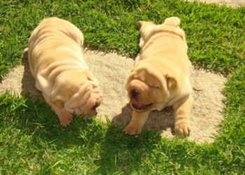 Quel race de chien est le plus calme ?