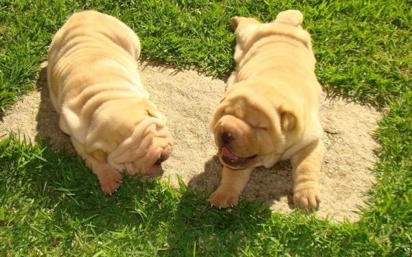 Quel race de chien est le plus calme ?