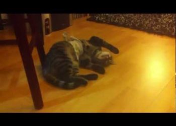 Comment soigner un chien qui a mal au ventre ?