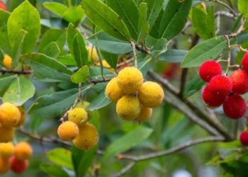 Où trouver des serpents dans la nature ?