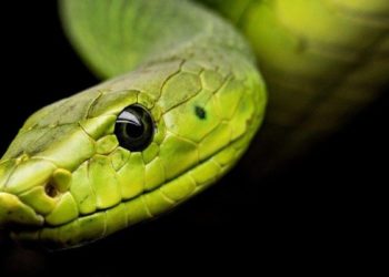 Quel est le meilleur serpent de compagnie ?