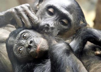 Quel est le singe le plus intelligent ?