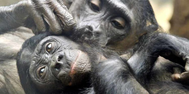 Quel est le singe le plus intelligent ?