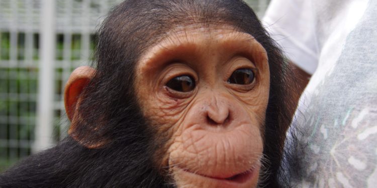 Est-il possible d'adopter un chimpanzé ?