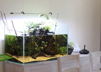 Comment faire un aquarium asiatique ?