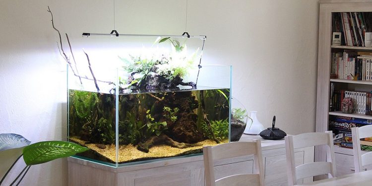 Comment faire un aquarium asiatique ?