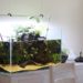 Comment faire un aquarium asiatique ?