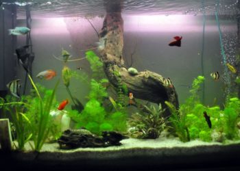 Quel sol pour aquarium communautaire ?