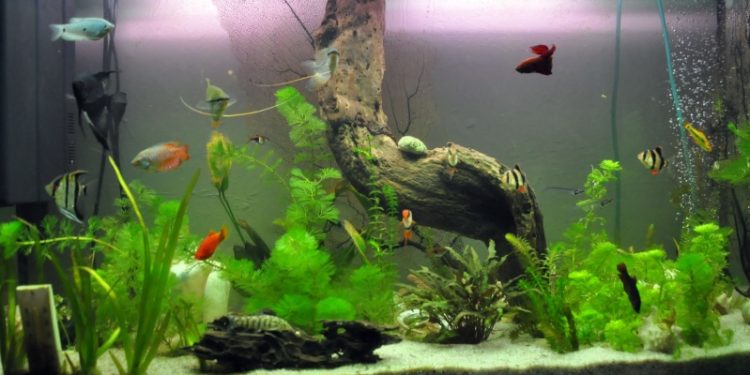 Quel sol pour aquarium communautaire ?