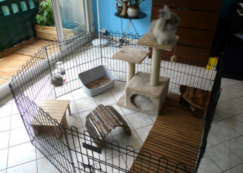Quelle hauteur pour l'enclos de mon lapin ?