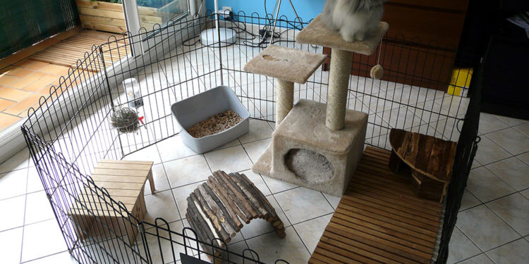 Quelle hauteur pour l'enclos de mon lapin ?