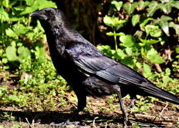 Comment est le cri du corbeau ?