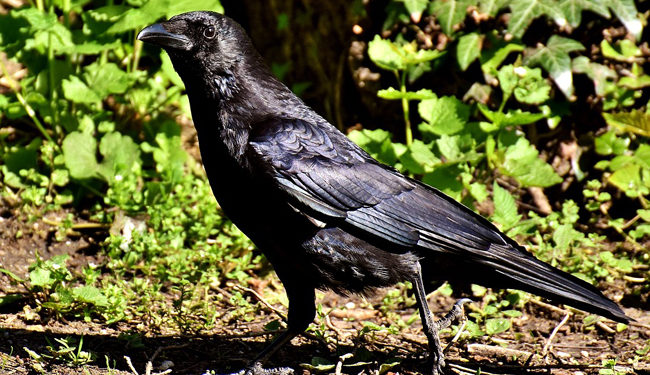 Comment est le cri du corbeau ?