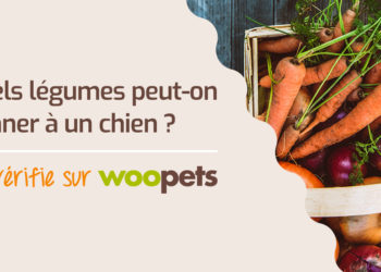 Quel légumes ne pas donner au chien ?