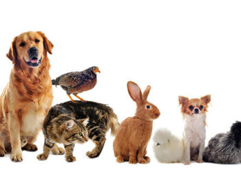 Comment s'appelle les animaux de compagnie ?